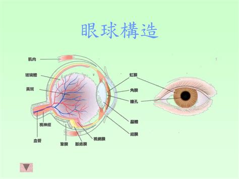 簡單:owaf-n2w3qq= 眼睛|眼睛的構造結構名稱詳細說明